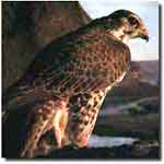 Idaho Birds of Prey